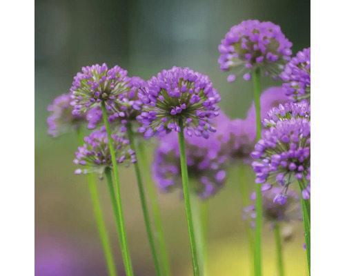 Detailní záběr květů okrasného česneku s dlouhými stonky