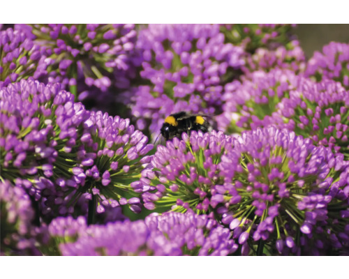 Detail fialových okrasných květů česneku s čmelákem