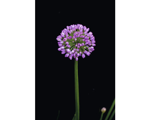 Květ okrasného česneku na stonku