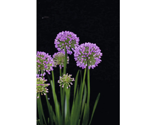 Kvetoucí okrasný česnek s kulatými fialovými květenstvími a zelenými stonky.