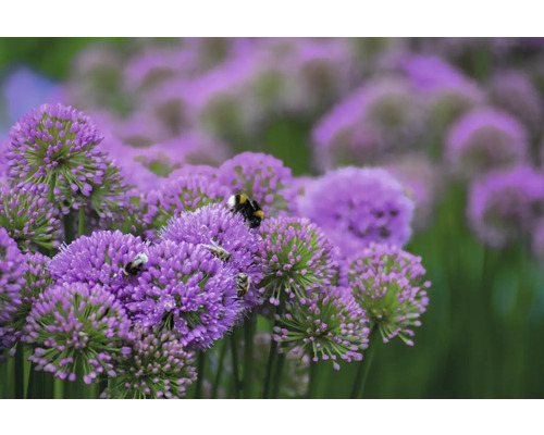 Detailní pohled na okrasné květy česneku s hmyzem.