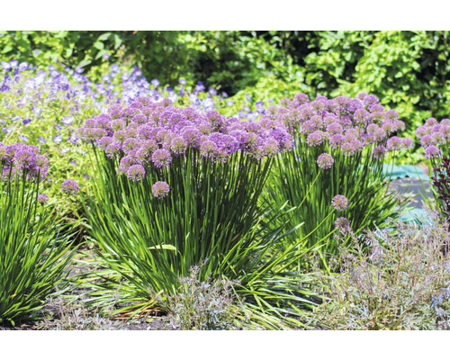 Okrasný česnek v zahradním záhonu