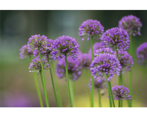 Detail fialového okrasného česneku v zahradě.