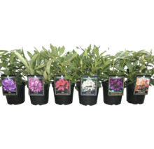 Rhododendron v různých barvách v květináči