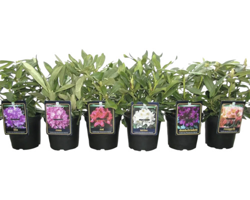 Rhododendron v různých barvách v květináči