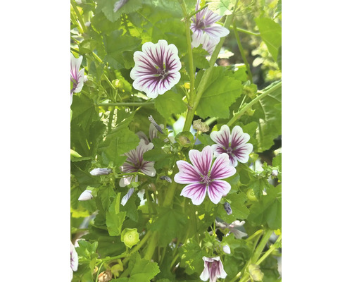 Sléz lesní FloraSelf Malva sylvestris 10-40 cm květináč 3 l