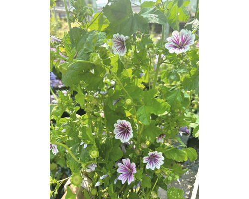 Sléz pižmový s květy a zelenými listy.