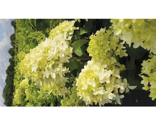 Hortenzie latnatá FloraSelf Hydrangea paniculata 'Skyfall' květináč 6 l