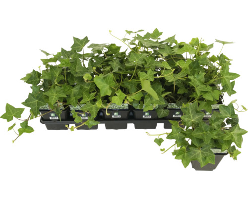 Břečťanové rostliny v černé plastové nádobě