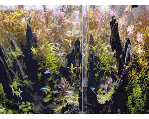 Akvárium s vodními rostlinami a rybami