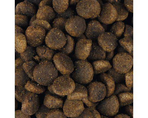 Detailní pohled na suché krmivo pro psy