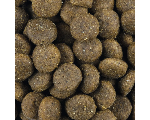 Detailní záběr suchého krmiva pro psy