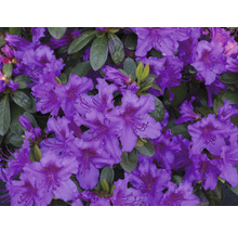 Detail fialových květů rododendronu.