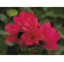 Detail červeného květu azalky