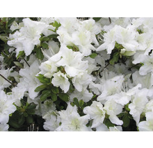 Detail bílých květů azalek