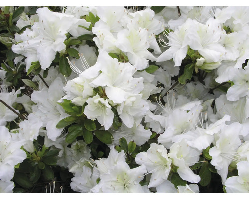 Azalka japonská FloraSelf Rhododendron obtusum výška 25-30 cm květináč 3 l bílá