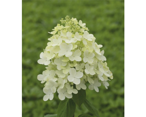 Hortenzie latnatá FloraSelf Hydrangea paniculata 60-70 cm květináč 14 l 1 ks, různé odrůdy