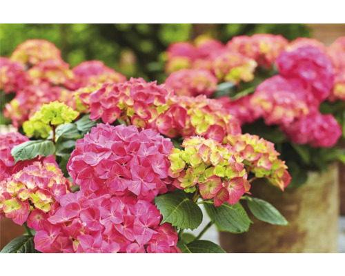 Detailní záběr růžových květů hortenzie