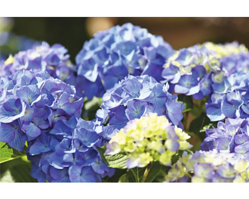 Detail modrých květů hortenzie