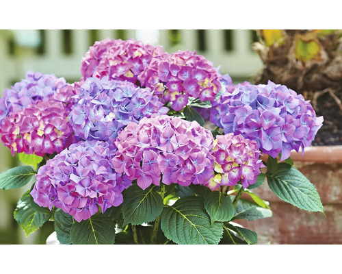 Detailní záběr hortenzie v květináči s květy