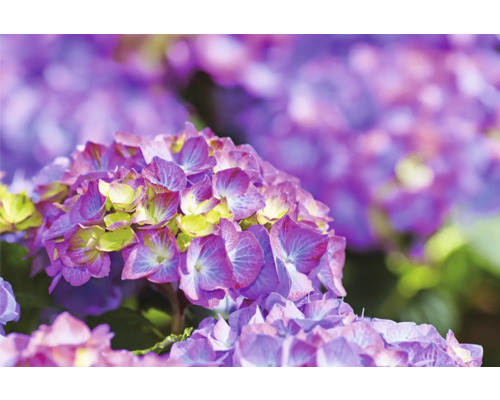 Detail fialového květu hortenzie na zahradě.