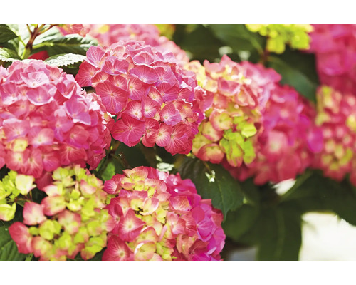 Detail růžových květů hortenzie