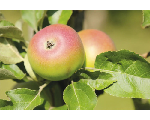 Jabloň podzimní BIO FloraSelf Bio Malus domestica 'Albrechtovo' výška kmene cca 120 cm celková výška cca 150-180 cm skladovatelná historická odrůda