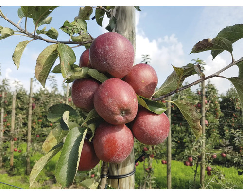 Jabloň sloupovitá BIO zakrslá FloraSelf Bio Malus Starline 'Orange Crimson' 60-80 cm květináč 7,5 l