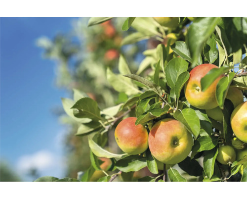 Jabloň se zralými jablky a zelenými listy