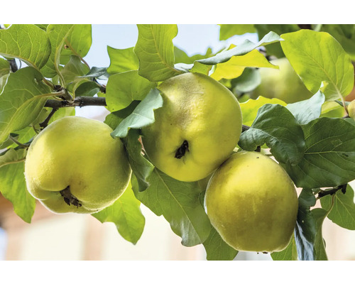 Kdouloň jablkovitá BIO FloraSelf Bio Malus Domquitte 'Leskovac' 120-150 cm květináč 7,5 l
