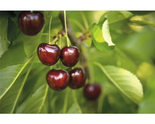 Třešeň polokmen FloraSelf Prunus avium 'Regina' celková výška 120-150 cm květináč 7,5 l