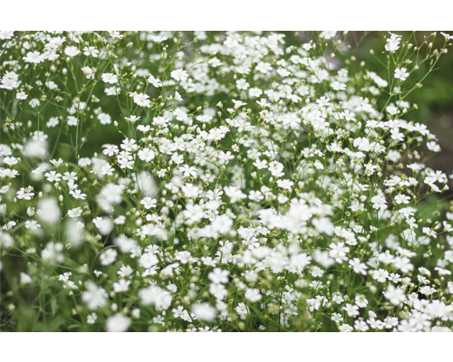 Šater Gypsophila paniculata výška 10-30 cm květináč 3 l bílý