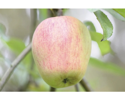 Jabloň zimní BIO polokmen FloraSelf Bio Malus domestica 'Finkenwerder' historická odrůda 120-150 cm květináč 7,5 l