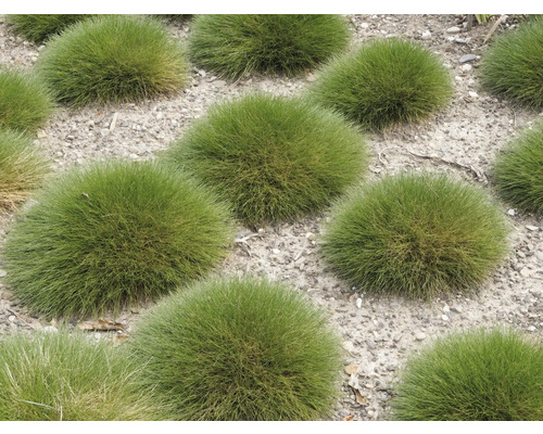 Několik rostlin kostřavy medvědí v zahradě