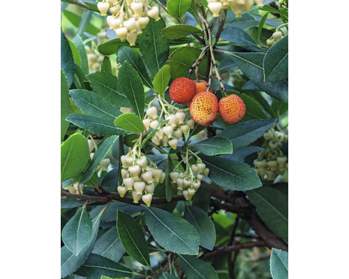 Detailní pohled na jahodový strom s listy, květy a plody