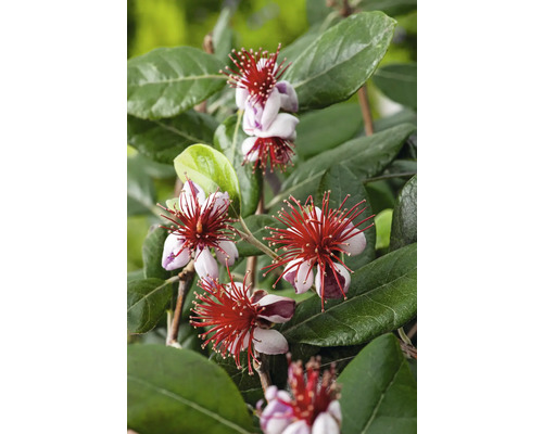 Feijoa rostlina s květy a zelenými listy.