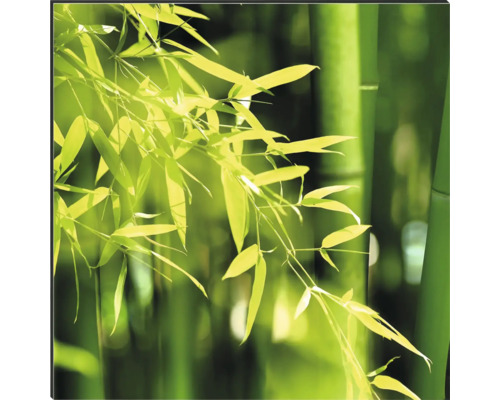 Bambusové rostliny se stonky a listy