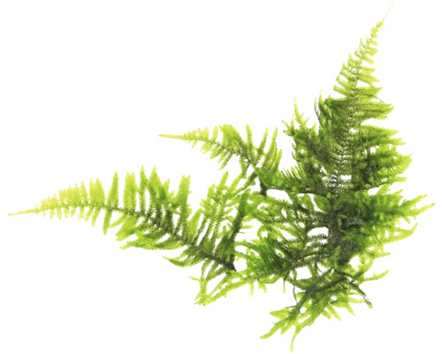 Zelená umělá kapradinová větev na dekoraci