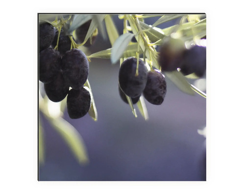 Detailní záběr oliv na stromě