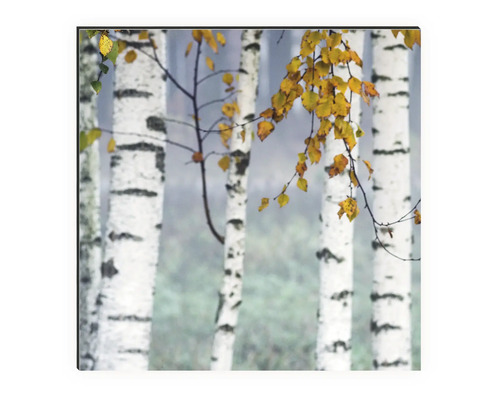 Nástěnný obraz s motivem březového lesa