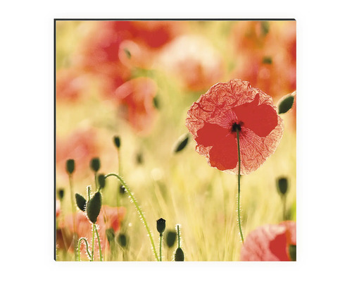 Dekorativní nástěnný obraz s motivem vlčího máku