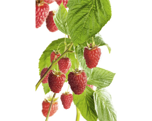 Maliník s zralými plody a zelenými listy