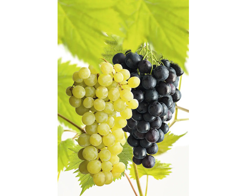 Vinná réva stolní BIO na špalíru FloraSelf Bio Vitis vinifera 'Regent' a 'Phoenix' květináč 7,5 l žlutá a modrofialová