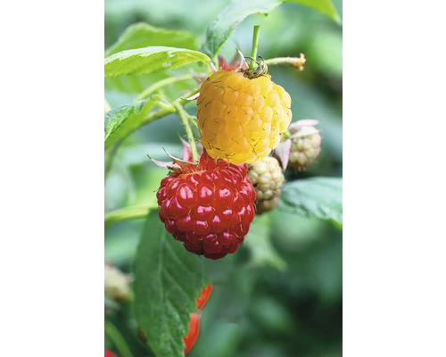 Malina Duo žlutá a červená na špalíru BIO FloraSelf Bio Rubis idaeus květináč 5 l Detail červených a žlutých malin na keři