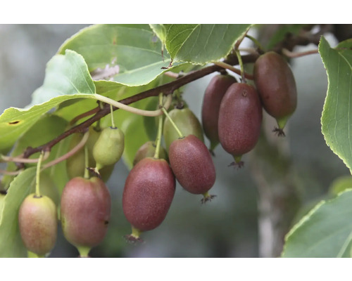 Kiwi mini BIO 'Red Jumbo' (samičí) FloraSelf Bio Actinidia arguta 'Red Jumbo' květináč 3 l