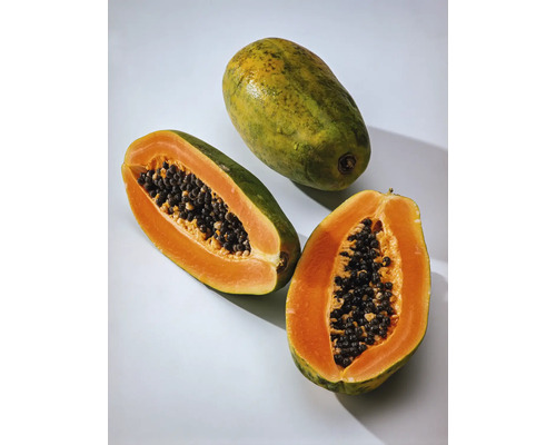 Papája BIO FloraSelf Bio Carica papaya 'Sunnybees®' květináč 3 l