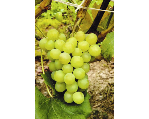 Vinná réva stolní BIO na kmínku 60 cm FloraSelf Bio Vitis vinifera 'Phoenix' květináč 7,5 l