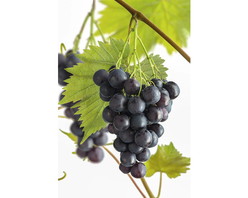 Vinná réva stolní BIO FloraSelf Bio Vitis vinifera 'Muscat Bleu' květináč 3 l