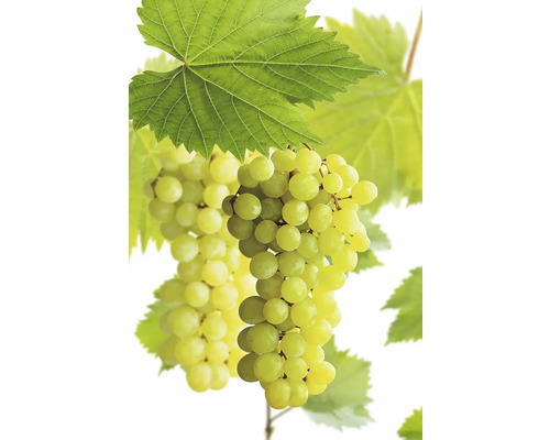 Vinná réva stolní BIO FloraSelf Bio Vitis vinifera 'Polo Muskat' květináč 3 l Hrozny s listy