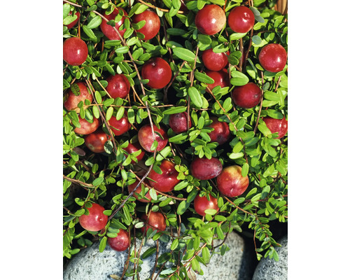 Klikva brusnice BIO Floraself Bio Vaccinium oxycoccos 'Stevens' květináč 2 l Detail brusinek na keři s listy